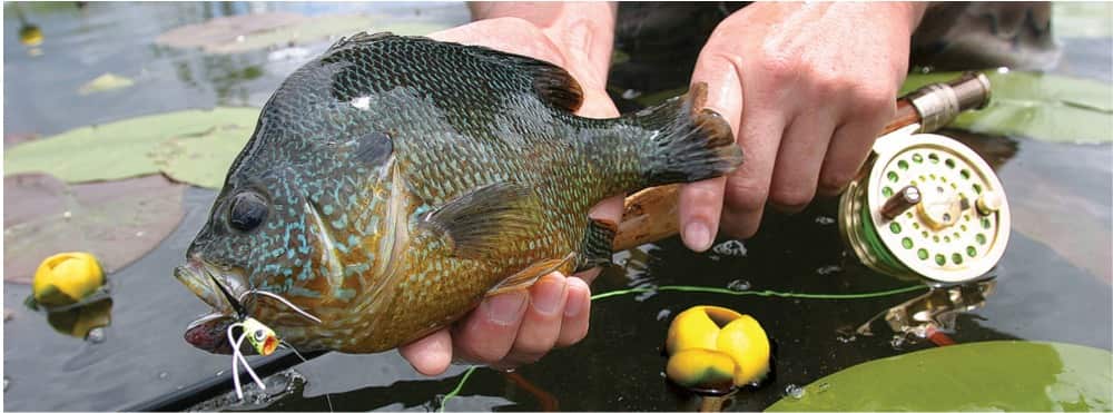 Best Fly Fishing Gear for Bluegill