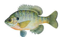 Best Fly Fishing Gear for Bluegill