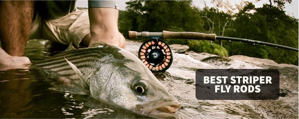 Best Fly Fishing Gear for Striped Bass
