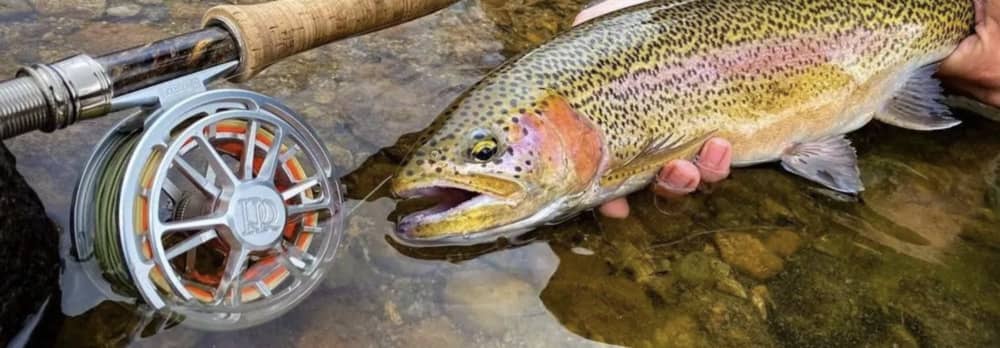 Ross Evolution R Reel